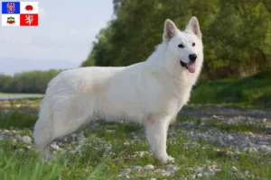 Mehr über den Artikel erfahren Weißer Schweizer Schäferhund Züchter und Welpen in Vysočina