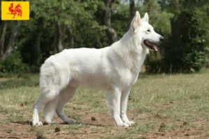 Mehr über den Artikel erfahren Weißer Schweizer Schäferhund Züchter und Welpen in Wallonische Region