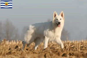 Mehr über den Artikel erfahren Weißer Schweizer Schäferhund Züchter und Welpen in Zeeland