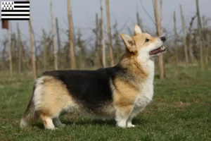 Mehr über den Artikel erfahren Welsh Corgi Züchter und Welpen in der Bretagne