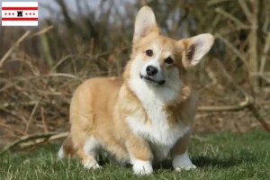 Mehr über den Artikel erfahren Welsh Corgi Züchter und Welpen in Drenthe