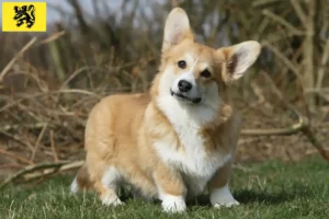 Mehr über den Artikel erfahren Welsh Corgi Züchter und Welpen in Flandern