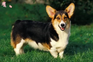 Mehr über den Artikel erfahren Welsh Corgi Züchter und Welpen in Hovedstaden