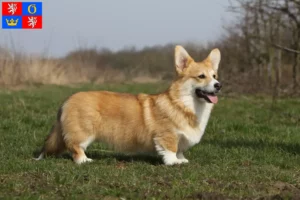 Mehr über den Artikel erfahren Welsh Corgi Züchter und Welpen in Hradec Králové