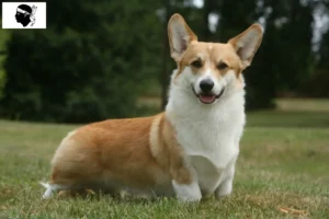 Mehr über den Artikel erfahren Welsh Corgi Züchter und Welpen auf Korsika