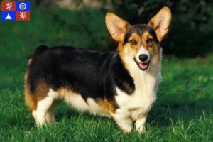 Mehr über den Artikel erfahren Welsh Corgi Züchter und Welpen in Liberec