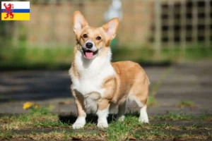 Mehr über den Artikel erfahren Welsh Corgi Züchter und Welpen in Limburg