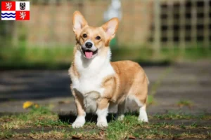 Mehr über den Artikel erfahren Welsh Corgi Züchter und Welpen in Mittelböhmen