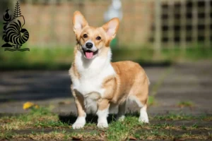 Mehr über den Artikel erfahren Welsh Corgi Züchter und Welpen in Neukaledonien