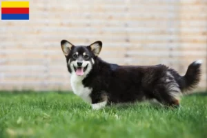 Mehr über den Artikel erfahren Welsh Corgi Züchter und Welpen in Nordholland