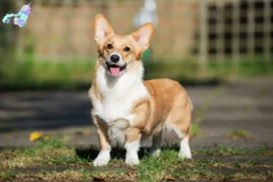 Mehr über den Artikel erfahren Welsh Corgi Züchter und Welpen in Nordjylland