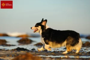 Mehr über den Artikel erfahren Welsh Corgi Züchter und Welpen in Okzitanien