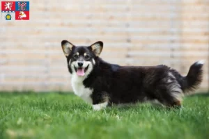 Mehr über den Artikel erfahren Welsh Corgi Züchter und Welpen in Pardubice