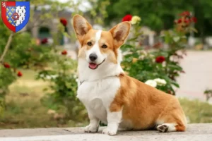 Mehr über den Artikel erfahren Welsh Corgi Züchter und Welpen in Pays de la Loire