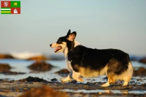 Mehr über den Artikel erfahren Welsh Corgi Züchter und Welpen in Pilsen