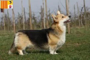 Mehr über den Artikel erfahren Welsh Corgi Züchter und Welpen in der Provence-Alpes-Côte d’Azur