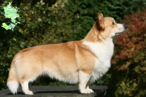 Mehr über den Artikel erfahren Welsh Corgi Züchter und Welpen in Sjælland