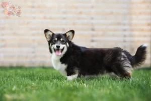 Mehr über den Artikel erfahren Welsh Corgi Züchter und Welpen in Syddanmark