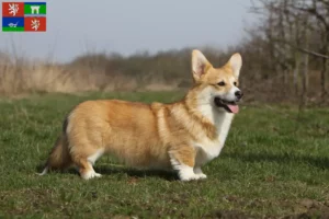 Mehr über den Artikel erfahren Welsh Corgi Züchter und Welpen in Ústí