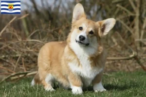 Mehr über den Artikel erfahren Welsh Corgi Züchter und Welpen in Zeeland