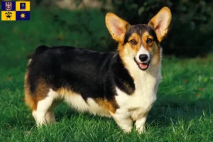 Mehr über den Artikel erfahren Welsh Corgi Züchter und Welpen in Zlín