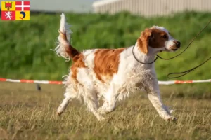 Mehr über den Artikel erfahren Welsh Springer Spaniel Züchter und Welpen in Auvergne-Rhône-Alpes