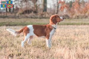 Mehr über den Artikel erfahren Welsh Springer Spaniel Züchter und Welpen in Bourgogne-Franche-Comté