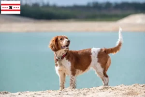 Mehr über den Artikel erfahren Welsh Springer Spaniel Züchter und Welpen in Drenthe