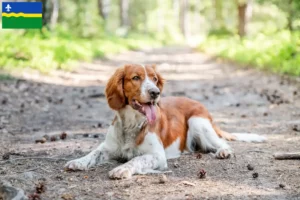 Mehr über den Artikel erfahren Welsh Springer Spaniel Züchter und Welpen in Flevoland