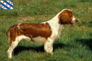 Mehr über den Artikel erfahren Welsh Springer Spaniel Züchter und Welpen in Friesland