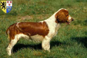 Mehr über den Artikel erfahren Welsh Springer Spaniel Züchter und Welpen in Hauts-de-France