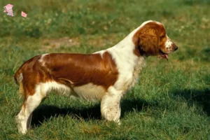 Mehr über den Artikel erfahren Welsh Springer Spaniel Züchter und Welpen in Hovedstaden