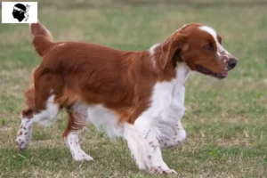 Mehr über den Artikel erfahren Welsh Springer Spaniel Züchter und Welpen auf Korsika