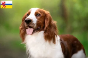 Mehr über den Artikel erfahren Welsh Springer Spaniel Züchter und Welpen in Limburg