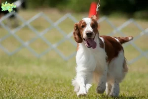 Mehr über den Artikel erfahren Welsh Springer Spaniel Züchter und Welpen in Midtjylland