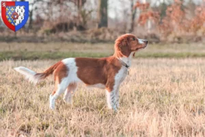 Mehr über den Artikel erfahren Welsh Springer Spaniel Züchter und Welpen in Pays de la Loire