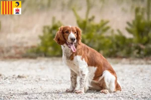 Mehr über den Artikel erfahren Welsh Springer Spaniel Züchter und Welpen in der Provence-Alpes-Côte d’Azur