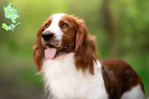 Mehr über den Artikel erfahren Welsh Springer Spaniel Züchter und Welpen in Sjælland