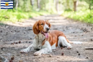 Mehr über den Artikel erfahren Welsh Springer Spaniel Züchter und Welpen in Zeeland