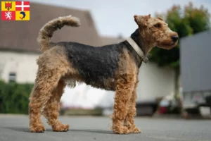 Mehr über den Artikel erfahren Welsh Terrier Züchter und Welpen in Auvergne-Rhône-Alpes