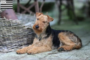 Mehr über den Artikel erfahren Welsh Terrier Züchter und Welpen in der Bretagne