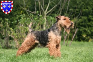 Mehr über den Artikel erfahren Welsh Terrier Züchter und Welpen in Centre-Val de Loire