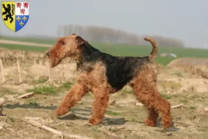Mehr über den Artikel erfahren Welsh Terrier Züchter und Welpen in Hauts-de-France