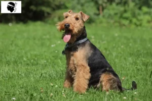 Mehr über den Artikel erfahren Welsh Terrier Züchter und Welpen auf Korsika