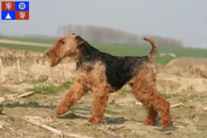 Mehr über den Artikel erfahren Welsh Terrier Züchter und Welpen in Liberec