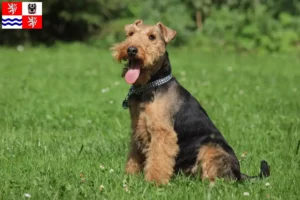 Mehr über den Artikel erfahren Welsh Terrier Züchter und Welpen in Mittelböhmen