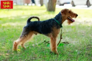 Mehr über den Artikel erfahren Welsh Terrier Züchter und Welpen in der Normandie