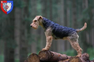 Mehr über den Artikel erfahren Welsh Terrier Züchter und Welpen in Pays de la Loire