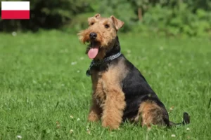 Mehr über den Artikel erfahren Welsh Terrier Züchter und Welpen in Polen