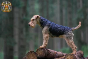 Mehr über den Artikel erfahren Welsh Terrier Züchter und Welpen in Prag
